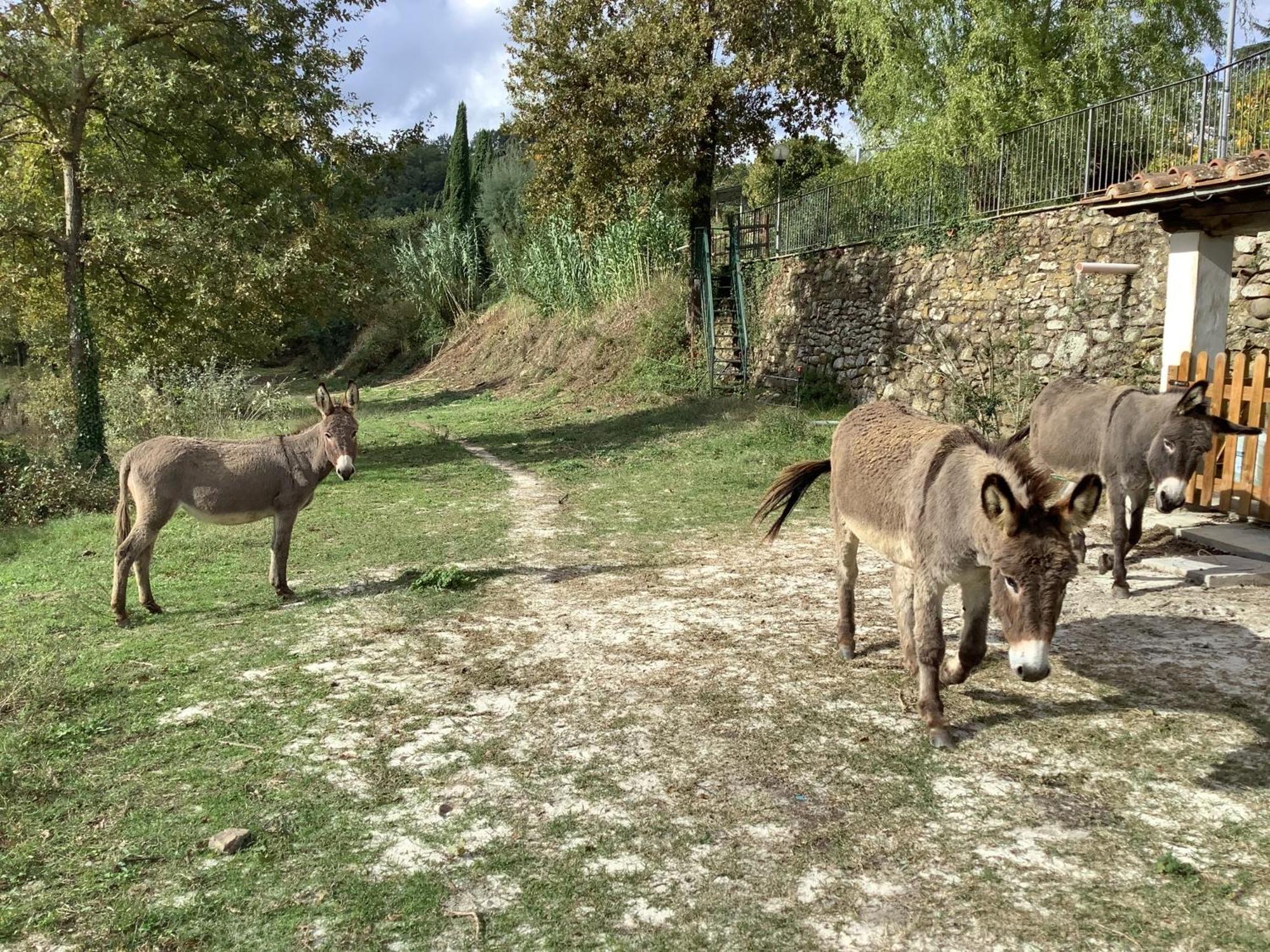 Villa Rigacci Hotel Reggello Kültér fotó